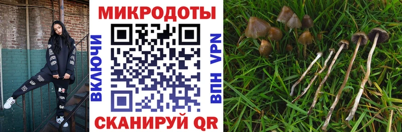Купить где  Сураж  Галлюциногенные грибы мицелий 